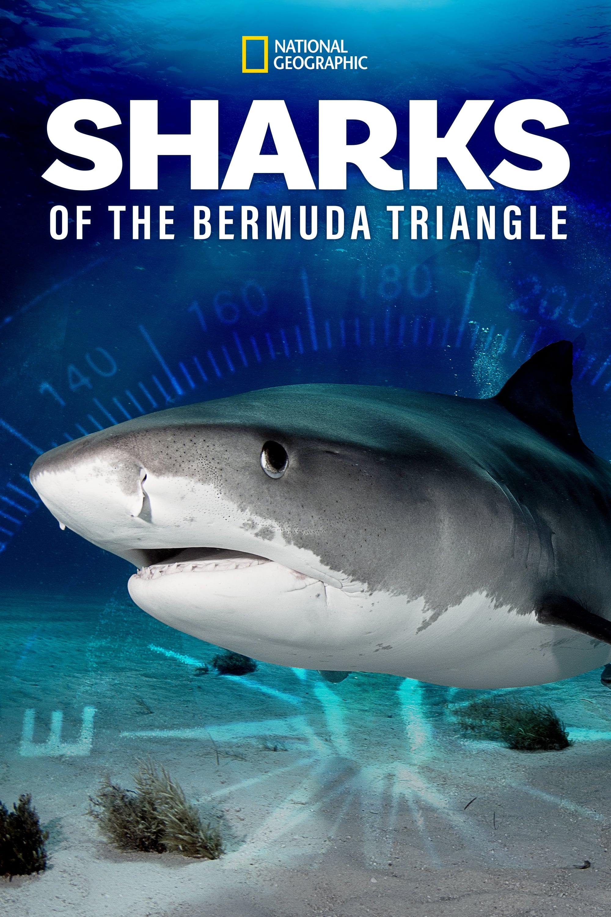 sharks-of-the-bermuda-triangle-watch-for-free-in-hd-on-movies123